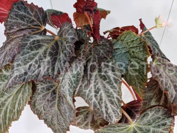 Бегония Chlorosticta Red form